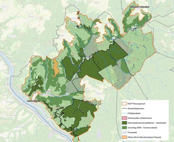 Foto: Naturschutzgroßprojekt Wispertaunus
Der Planungsraum des Projektes umfasst rund 7.000 Hektar. Innerhalb dieses Gebiets liegen Vorschlagsflächen für eine künftige Naturwaldentwicklung, auf welchen derzeit Untersuchungen zur Waldstruktur, Beeinträchtigungen an Flüssen und Bächen, sowie zum Vorkommen besonders wertvoller Arten durchgeführt werden. Auf Grundlage dieser Ergebnisse werden geeignete Flächen mit einer Gesamtgröße von etwa 1.000 Hektar zur dauerhaften Sicherung vorgeschlagen, um bestehende Naturwaldentwicklungsflächen zu vernetzen und zu erweitern.