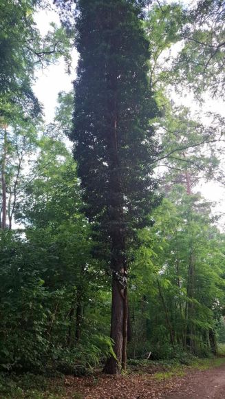 Foto: Stefan Dorschel
Das Absägen von Efeustämmen im Naturschutzgebiet Lennebergwald ist nicht erlaubt und muss unterbleiben.