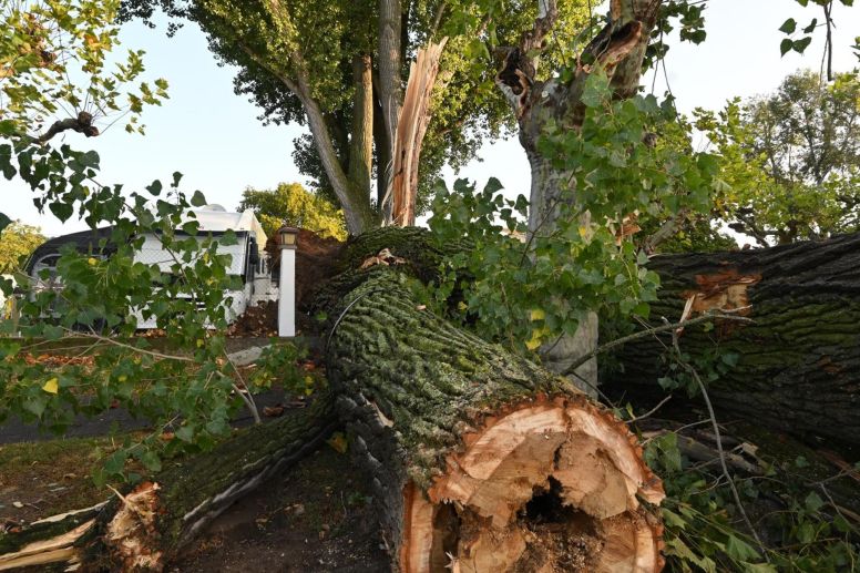 Die Einzäunung des Campingplatzes wurde von dem umgestürzten Baum niedergedrückt.