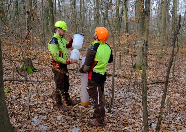 Foto: Rheingau Echo Redaktion
Forschen für den Wald von morgen.