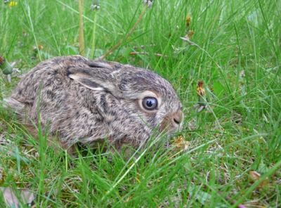 dieses_hasenbaby_wurde_in_derwildtierstation_hamburg_abgegeben_c_vier_pfoten.jpg