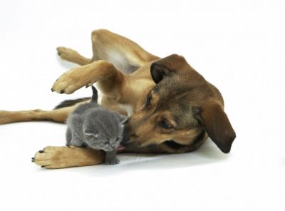 mit_den_tipps_der_agila_werdenhund_und_katze_beste_freunde_www.agila_.de_.jpg