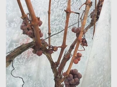 eis_allendorf-eiswein3.jpg