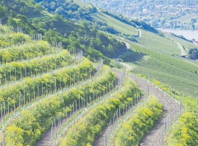 querterrassierter-weinberg.jpg
