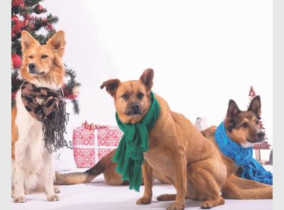 tierechristmas_vier-pfoten_2017-12-01_052-3854x2667-1920x1329.jpg