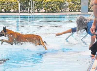 av_38_2019_ru_hunde-toben-1.jpg