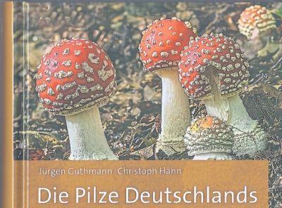 am_pilze.jpg